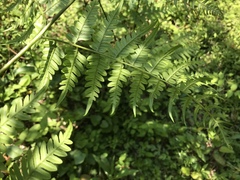 Pteridium latiusculum japonicum