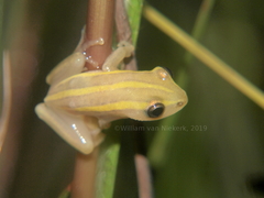 Hyperolius quinquevittatus