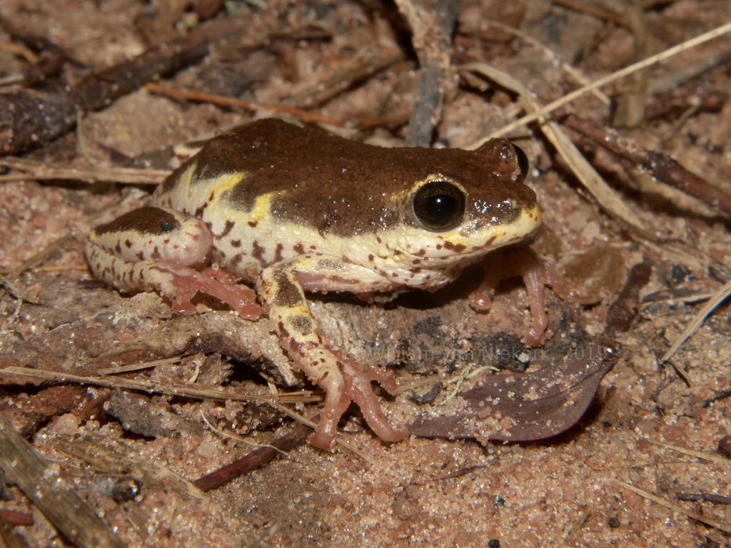 Margined Reed Frog