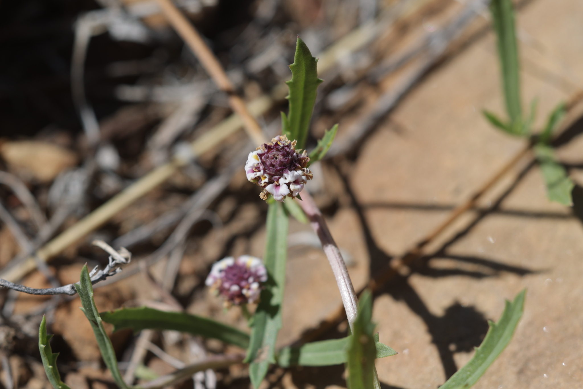 Falsa verbena