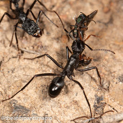 Rhytidoponera punctiventris