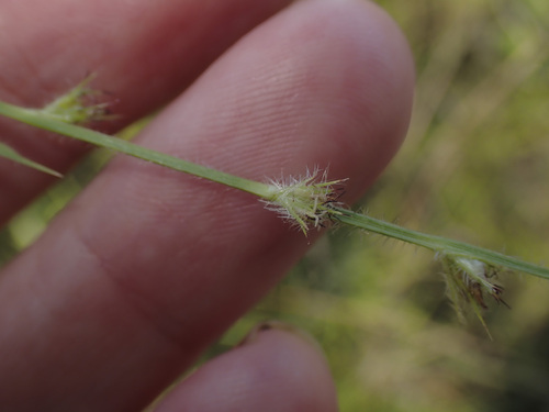 Scleria hirtella, 2026-04-26