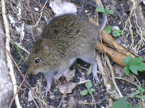 Sigmodon toltecus