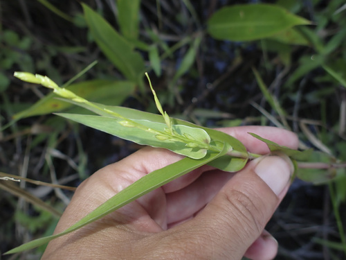 Acroceras zizanioides observed 2026-04-26