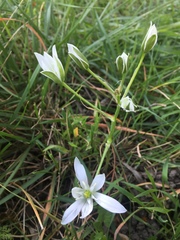 Ornithogalum