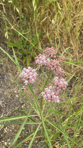 iNaturalist observation photo of narrowleaf milkweed