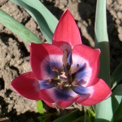 Tulipa humilis