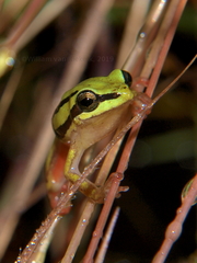 Hyperolius quinquevittatus
