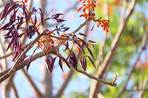 Firmiana colorata, photograph 3