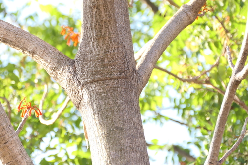 Firmiana colorata, photograph 4