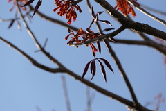 Firmiana colorata, photograph (c) Dinesh Valke, some rights reserved (CC BY-SA)