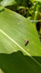 Agrosoma