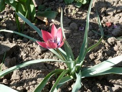 Tulipa humilis