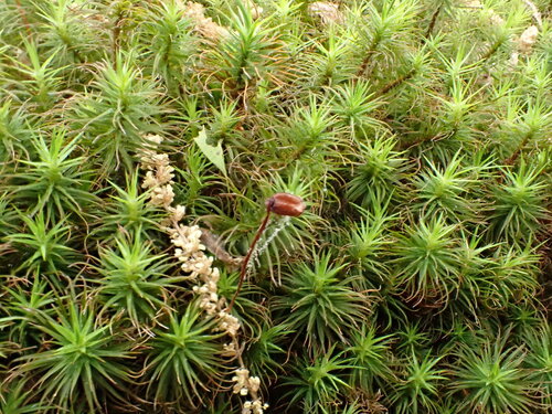 Polytrichum ohioense, 2026-05-06