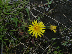 Taraxacum macilentum