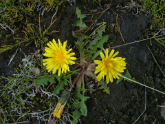 Taraxacum macilentum
