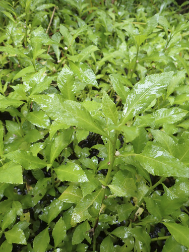 Struchium sparganophorum observed 2026-04-27