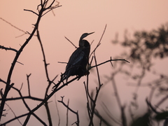 Anhinga melanogaster