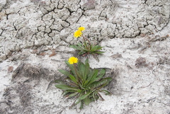 Taraxacum macilentum