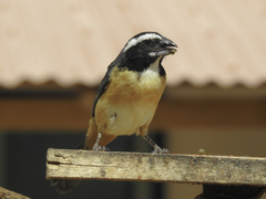 Saltator orenocensis