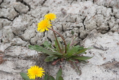 Taraxacum macilentum
