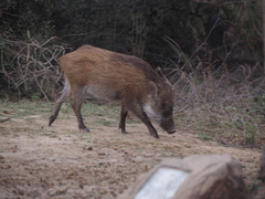 Sus scrofa cristatus