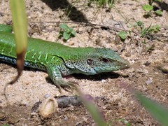 Ameiva ameiva