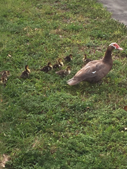 Cairina moschata domestica