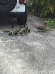 Cairina moschata domestica