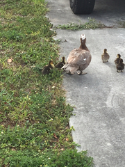 Cairina moschata domestica