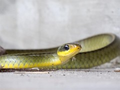 Chironius bicarinatus