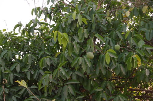 Saba senegalensis