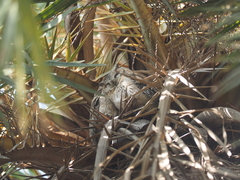 Otus bakkamoena
