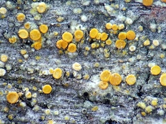 Athallia pyracea
