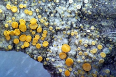 Athallia pyracea