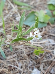 Angiospermae