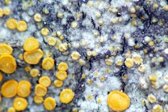 Athallia pyracea