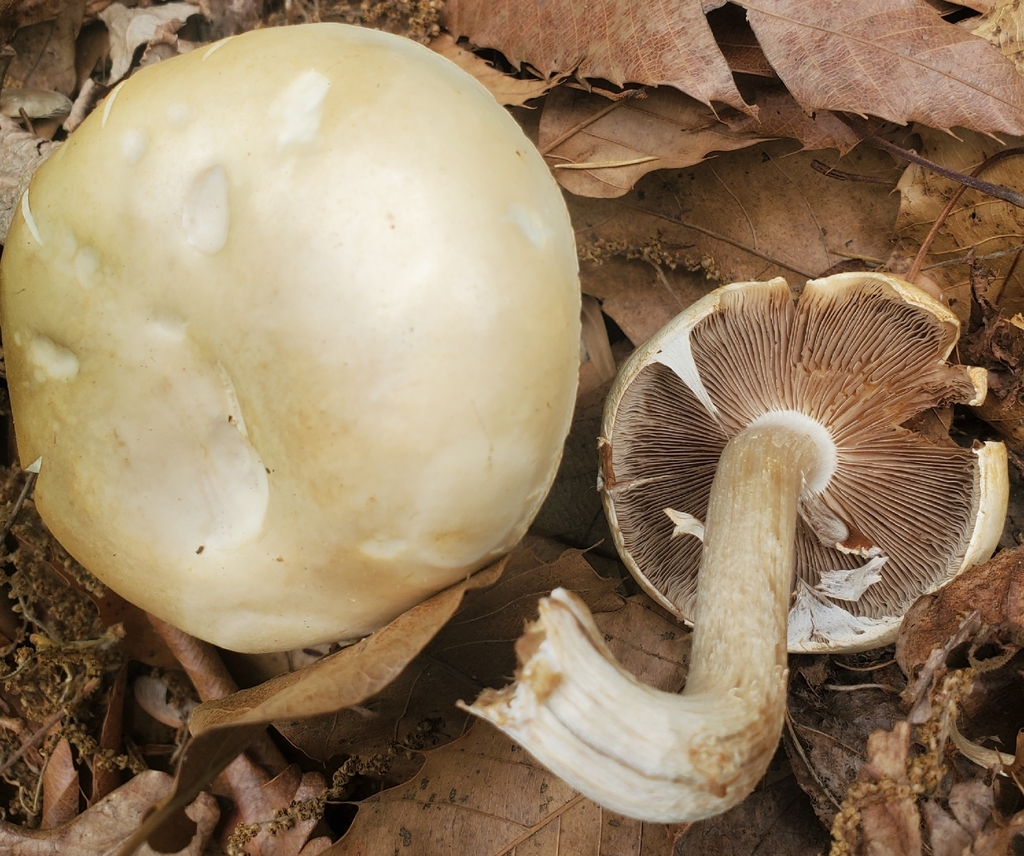 Spring Fieldcap · May 2026 · photo: Photo: no rights reserved · iNaturalist