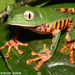 Barred Monkey Frog - Photo (c) Todd Pierson, some rights reserved (CC BY-NC-SA)