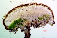 Athallia pyracea