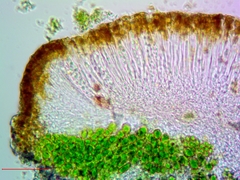 Athallia pyracea