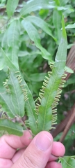 Lygodium volubile, photograph (c) Marcio Santos Ferreira, some rights reserved (CC BY)