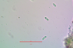 Athallia pyracea