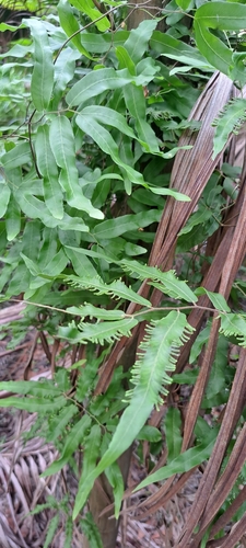 Lygodium volubile, photograph 6
