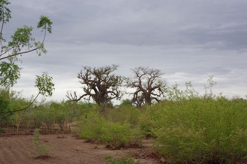 African baobab