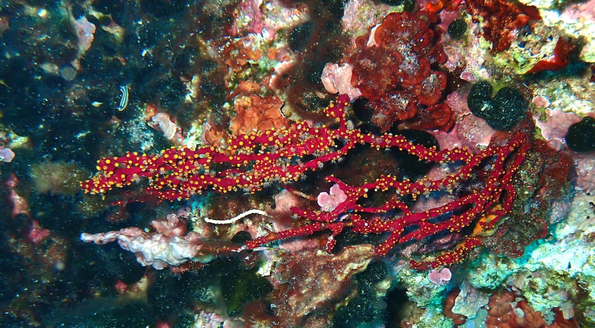 Alcyonium coralloides (Pallas, 1766)