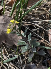 Alyssum montanum gmelinii