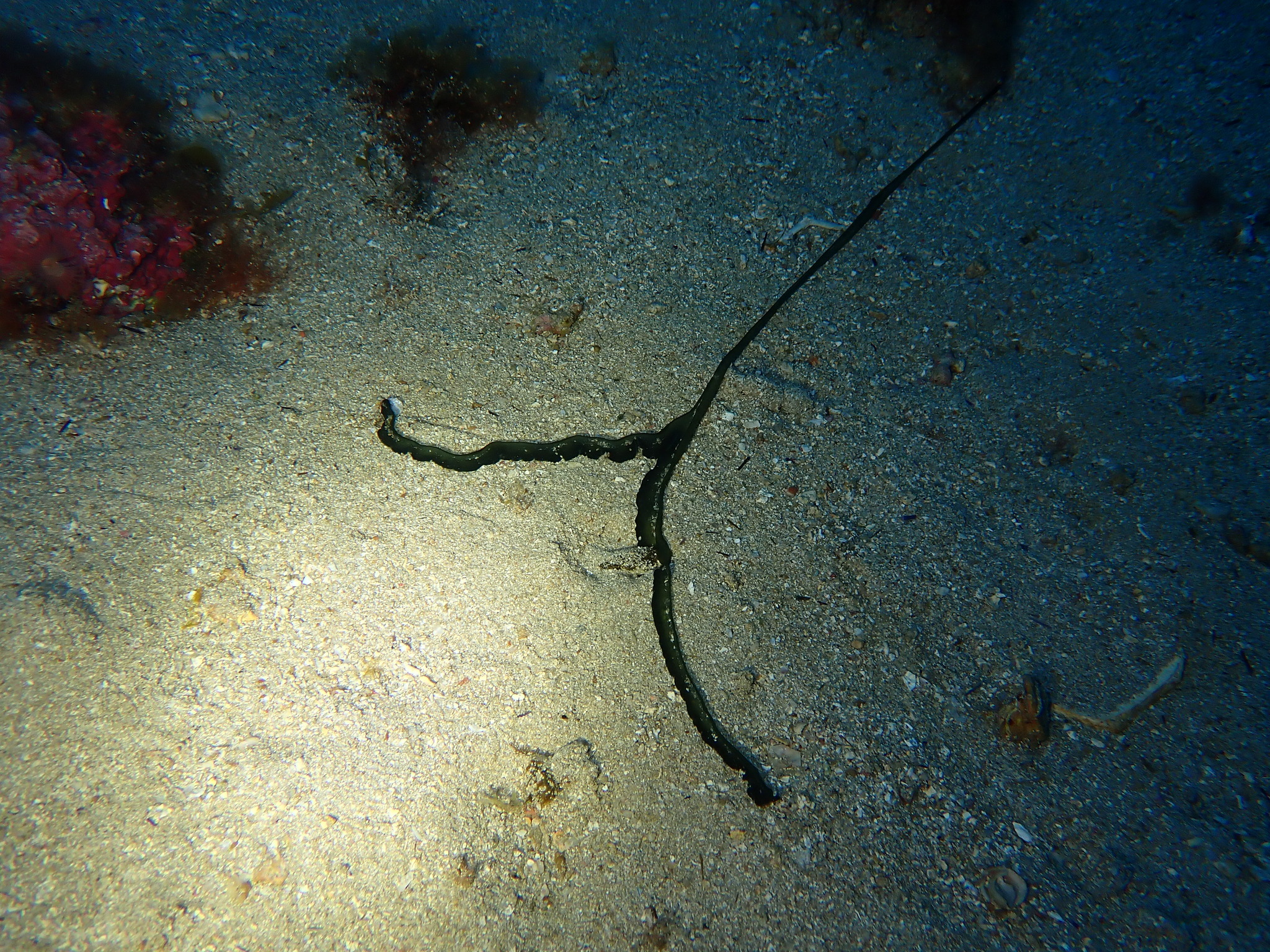Bonellia viridis Rolando, 1822