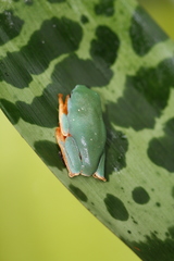 Tiger-Striped Leaf Frog photo 5