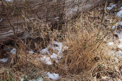 Microstegium vimineum